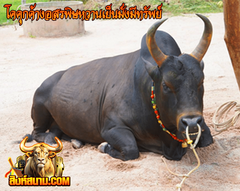 ดุกด้างอสรพิษหวานเย็นมั่งมีทรัพย์ (เยลลี่)