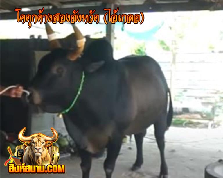 โคดุกด้างสองจังหวัด (ไอ้เกลอ)1_0