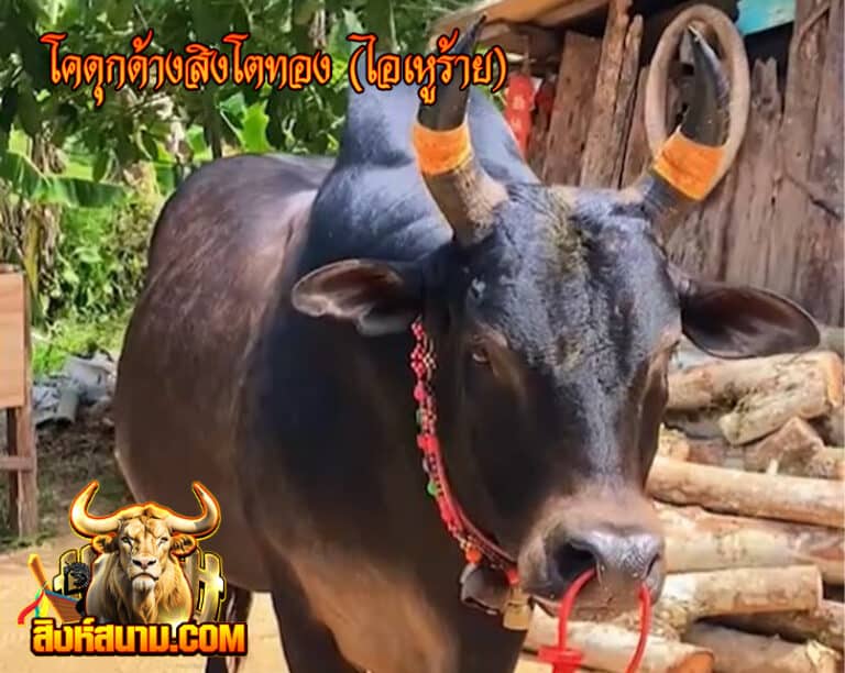 โคดุกด้างสิงโตทอง (ไอเหูร้าย)1_0