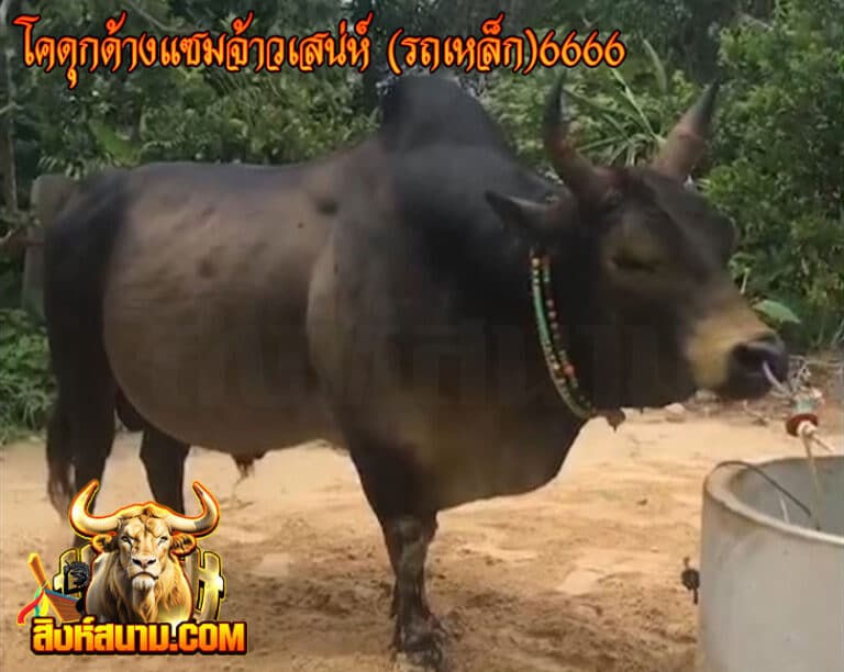 โคดุกด้างแซมจ้าวเสน่ห์-(รถเหล็ก)6666