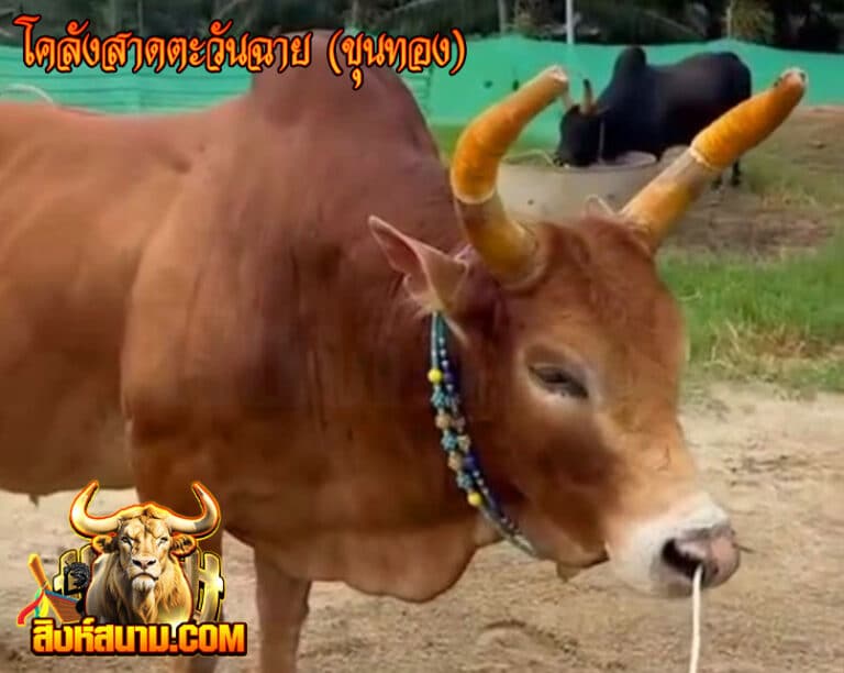 โคลังสาดตะวันฉาย-(ขุนทอง)