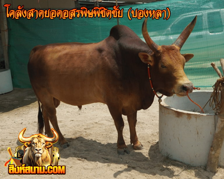 โคลังสาดยอดอสรพิษพิชิตชัย (บองหลา)