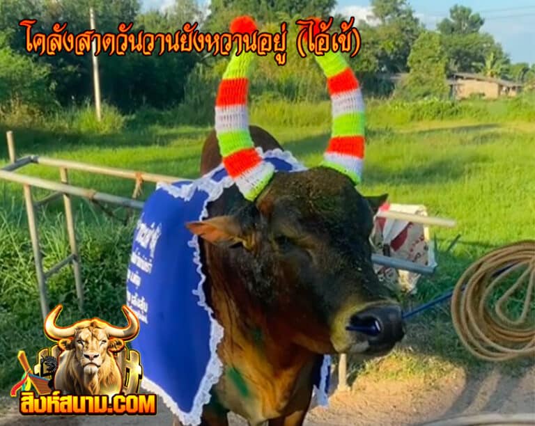 โคลังสาดวันวานยังหวานอยู่ ( ไอ้เข้)