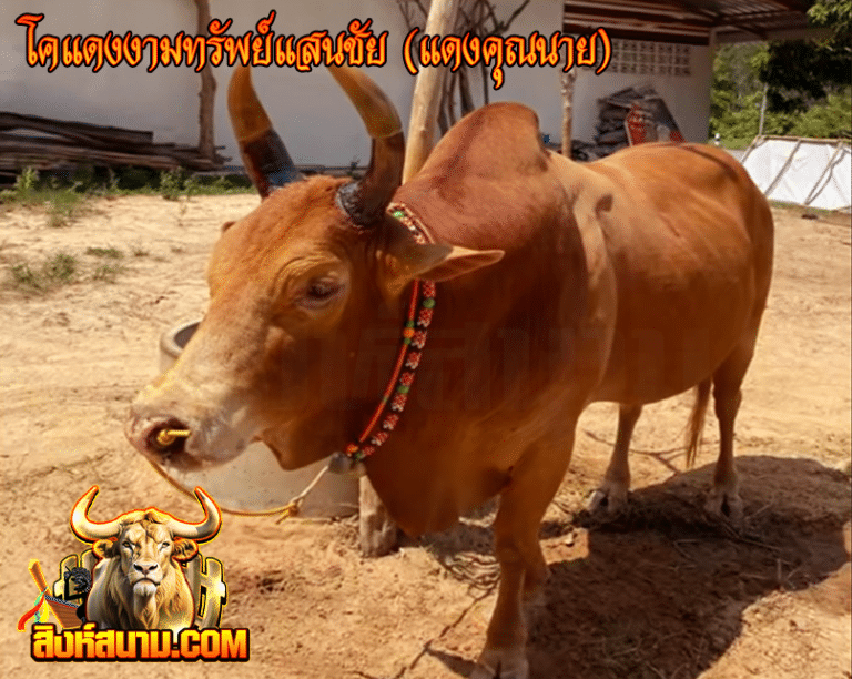 โคแดงงามทรัพย์แสนชัย (แดงคุณนาย)