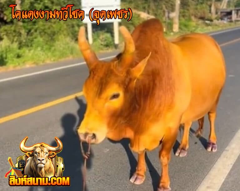 โคแดงงามทวีโชค-(จุดเพชร)