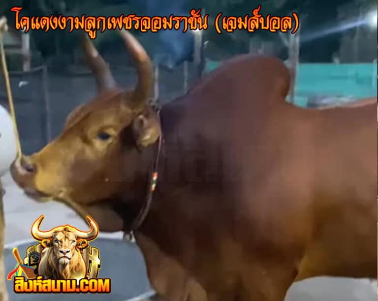 โคแดงงามลูกเพชรจอมราชัน-(เจมส์บอล)
