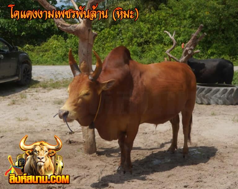 โคแดงงามเพชรพันล้าน-(หิมะ)