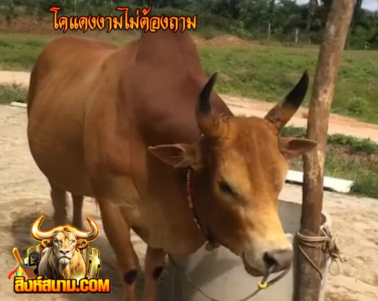 โคแดงงามไม่ต้องถาม_0