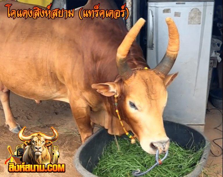 โคแดงสิงห์สยาม (แทร็คเตอร์)