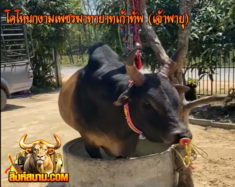 โคโหนกงามเพชรฆาทายาทเก้าทัพ (เจ้าพายุ)1_0