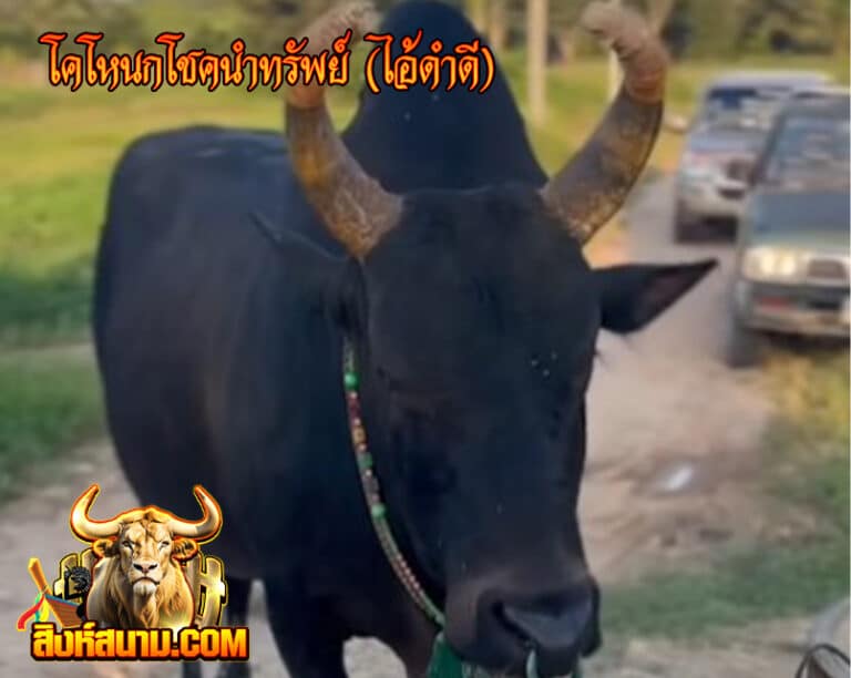 โคโหนกโชคนำทรัพย์ (ไอ้ดำดี)1_0