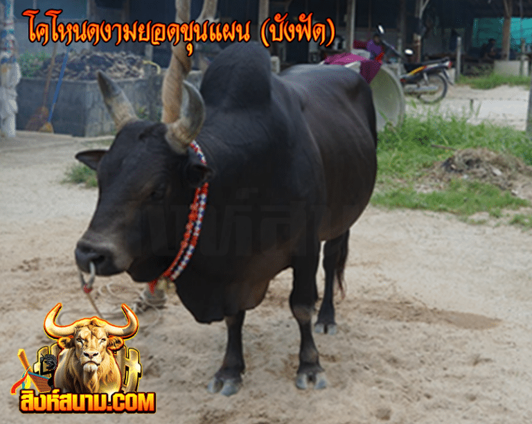 โคโหนดงามยอดขุนแผน (บังฟัด)