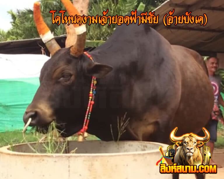 โคโหนดงามเจ้ายอดฟ้ามีชัย-(อ้ายบังเค)