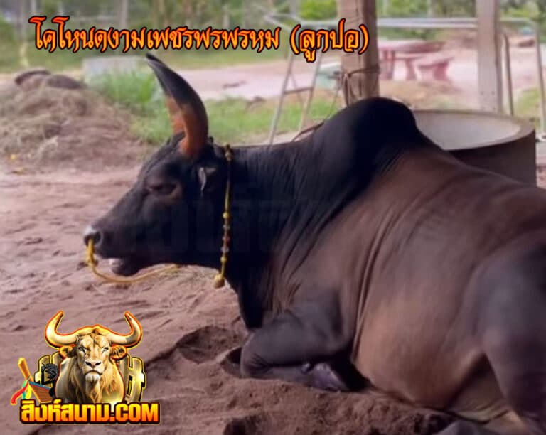 โคโหนดงามเพชรพรพรหม-(ลูกปอ)