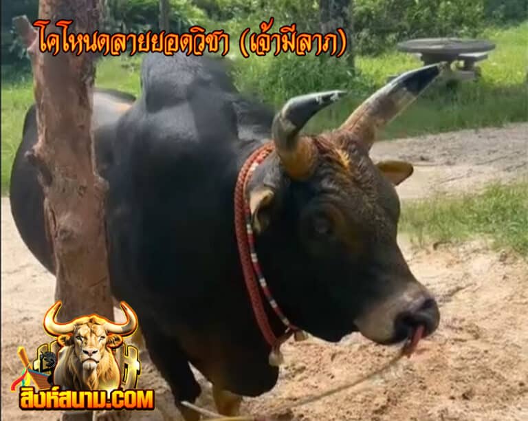 โคโหนดลายยอดวิชา (เจ้ามีลาภ) 1_0