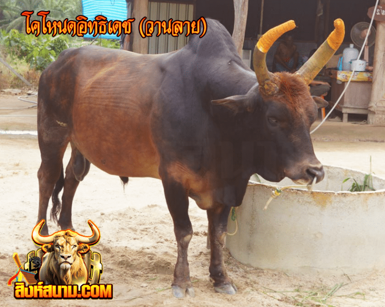 โคโหนดอิทธิเดช (วานลาย)