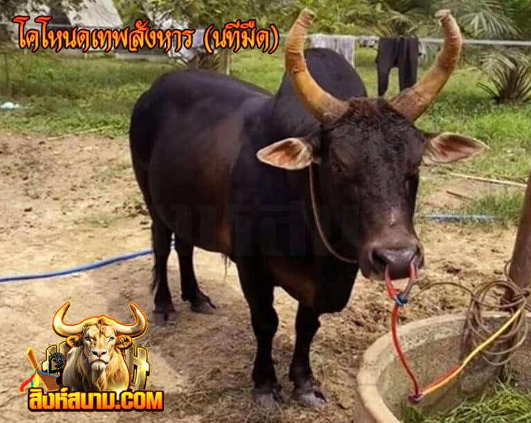 โคโหนดเทพสังหาร-(นทีมืด)