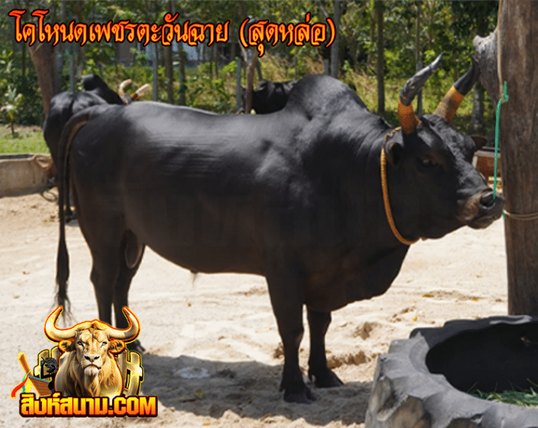 โคโหนดเพชรตะวันฉาย (สุดหล่อ)