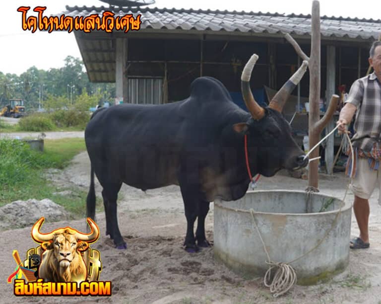 โคโหนดแสนวิเศษ
