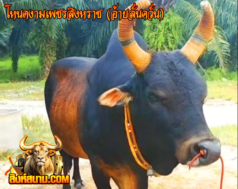 โหนดงามเพชรสิงหราช (อ้ายลั่นควั่น)