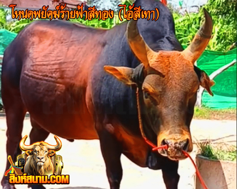 โหนดพยัคฆ์ร้ายฟ้าสีทอง (ไอ้สีเทา)