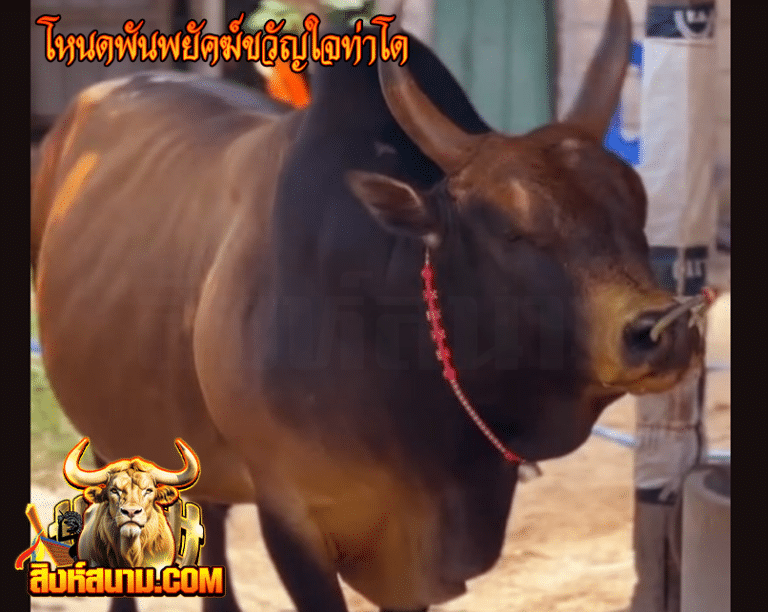 โหนดพันพยัคฆ์ขวัญใจท่าโด_0
