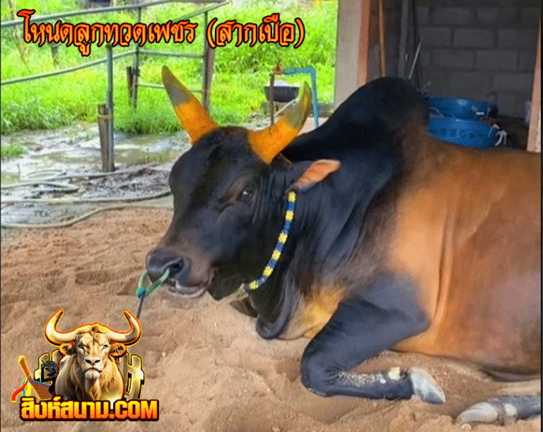 โหนดลูกทวดเพชร (สากเบือ)