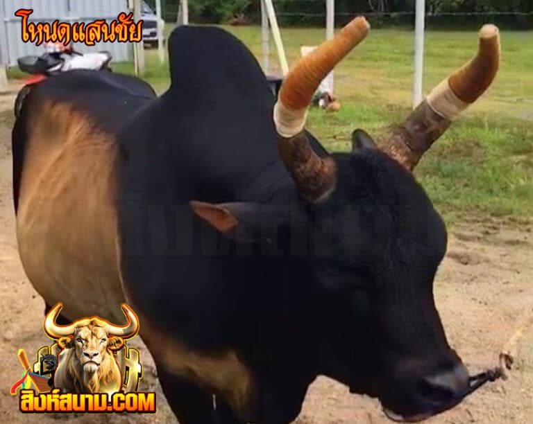 โหนดแสนชัย
