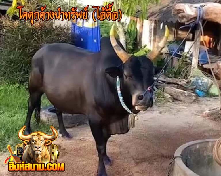 23-4-68 รูปประวัติวัว โคดุกด้างนำทรัพย์ (ไอ้ดื้