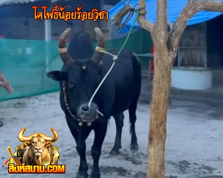 23-4-68 รูปประวัติวัว โคโพธิ์น้อยร้อยวิชา_0