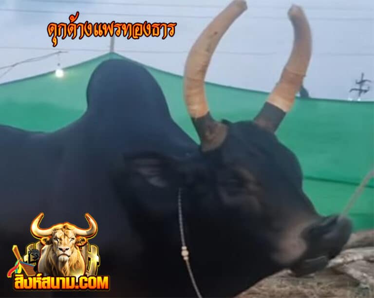 ข้อมูลวัวรายวัน 2-4-6811_0