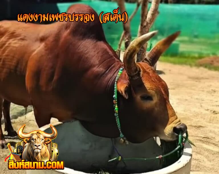 ข้อมูลวัวรายวัน แดงงามเพชรบรรจง (สเต็น)_0