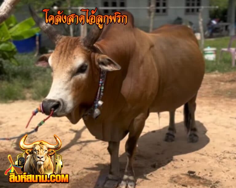ข้อมูลวัวรายวัน โคลังสาดไอ้ลูกพริก_0