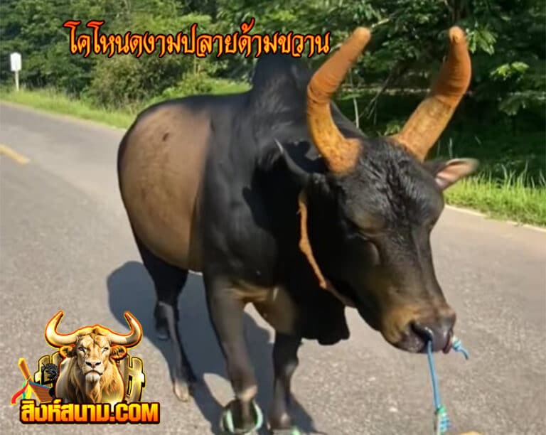 ข้อมูลวัวรายวัน โคโหนดงามปลายด้ามขวาน_0