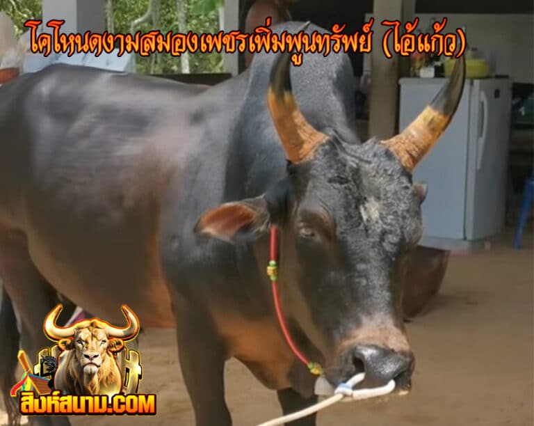 ข้อมูลวัวรายวัน โคโหนดงามสมองเพชรเพิ่มพู_