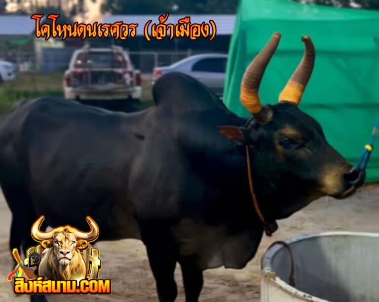 ข้อมูลวัวรายวัน โคโหนดนเรศวร (เจ้าเมือง)_0