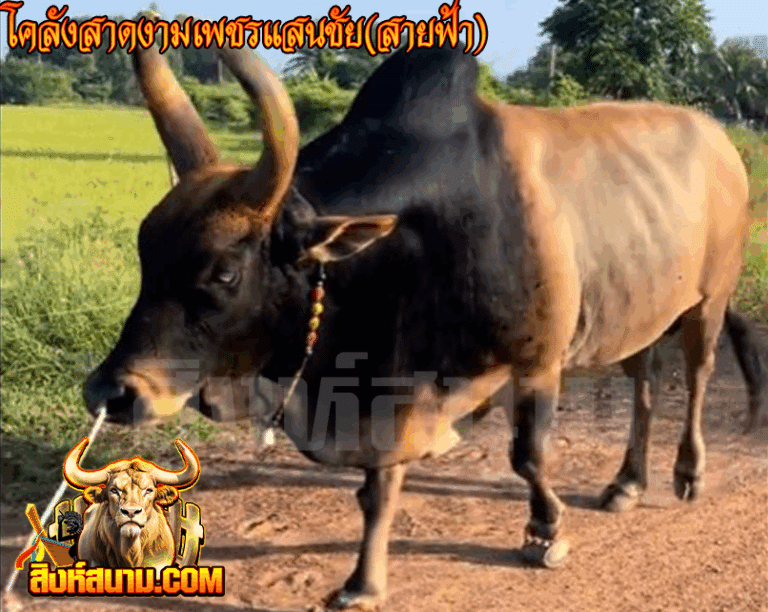 ข้อมูลวัวรายวัน24