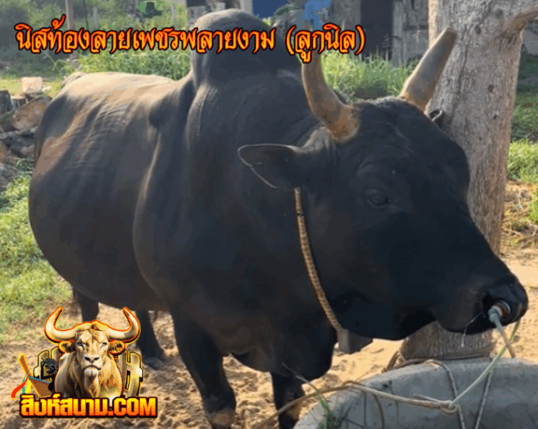 นิสท้องลายเพชรพลายงาม ( ลูกนิล)_0