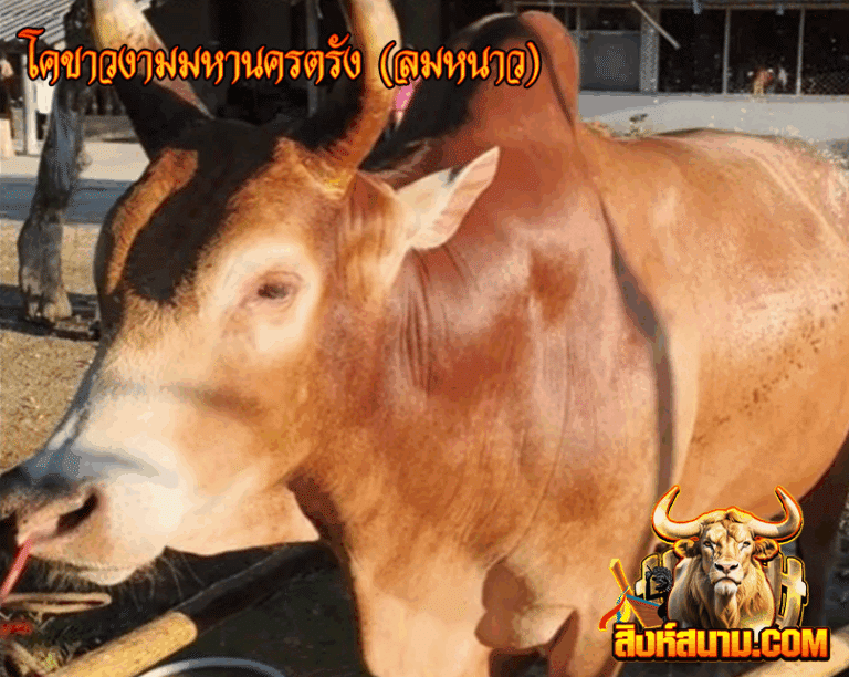 โคขาวงามมหานครตรัง (ลมหนาว)
