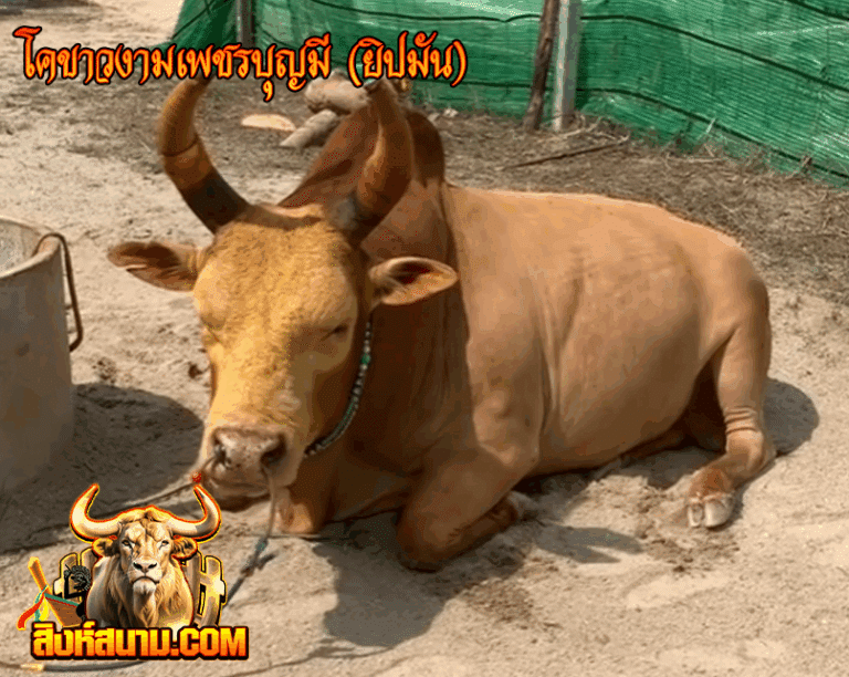 โคขาวงามเพชรบุญมี (ยิปมัน)