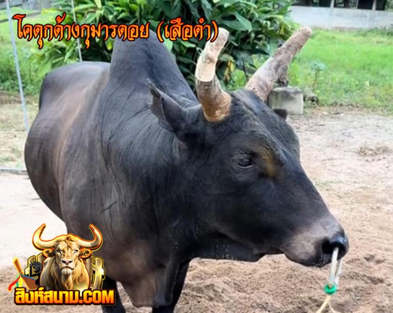 โคดุกด้างกุมารดอย (เสือดำ)_0