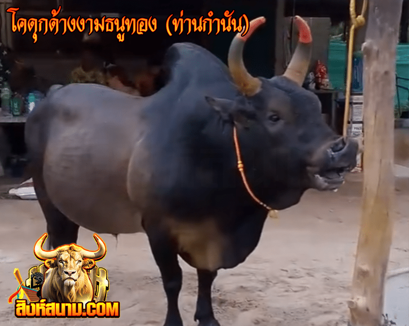โคดุกด้างงามธนูทอง (ท่านกำนัน)