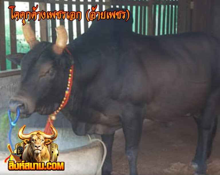 โคดุกด้างเพชรเอก (อ้ายเพชร)