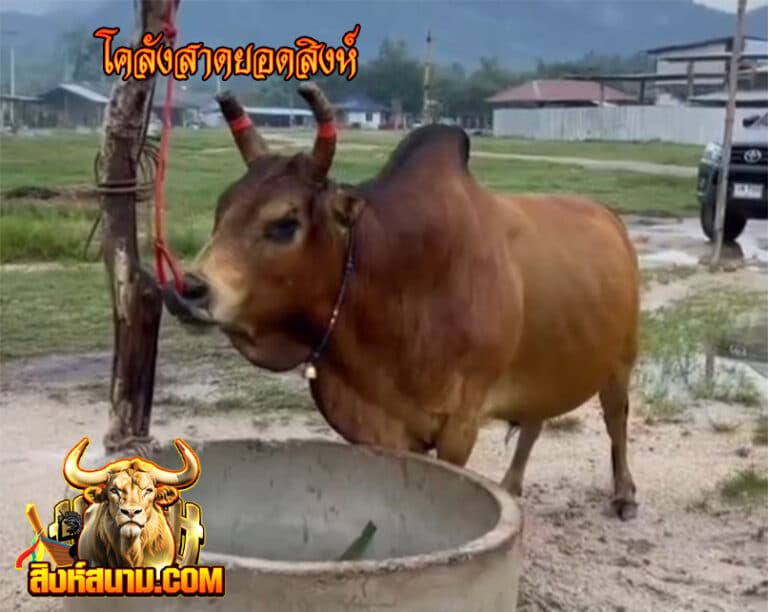 โคลังสาดยอดสิงห์_0