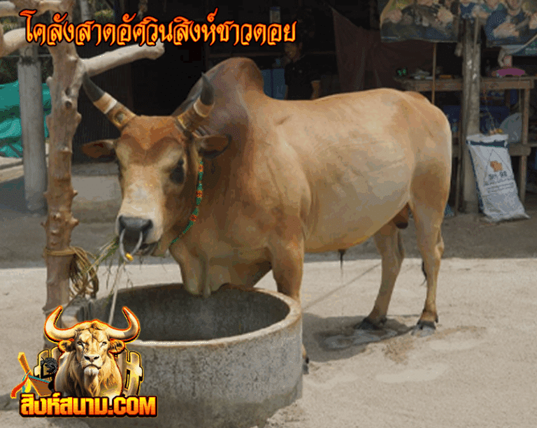 โคลังสาดอัศวินสิงห์ชาวดอย