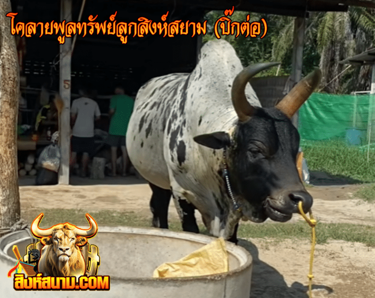 โคลายพูลทรัพย์ลูกสิงห์สยาม (บิ๊กต่อ)