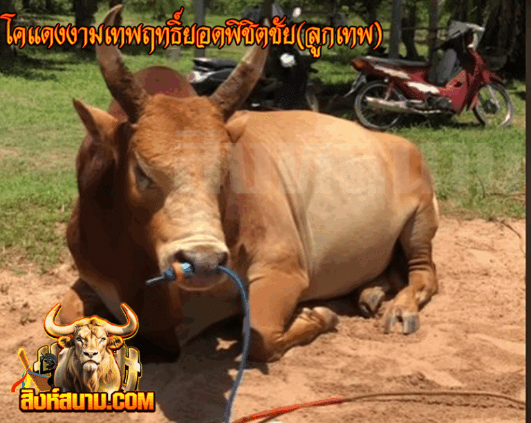 โคแดงงามเทพฤทธิ์ยอดพิชิตชัย (ลูกเทพ)_0