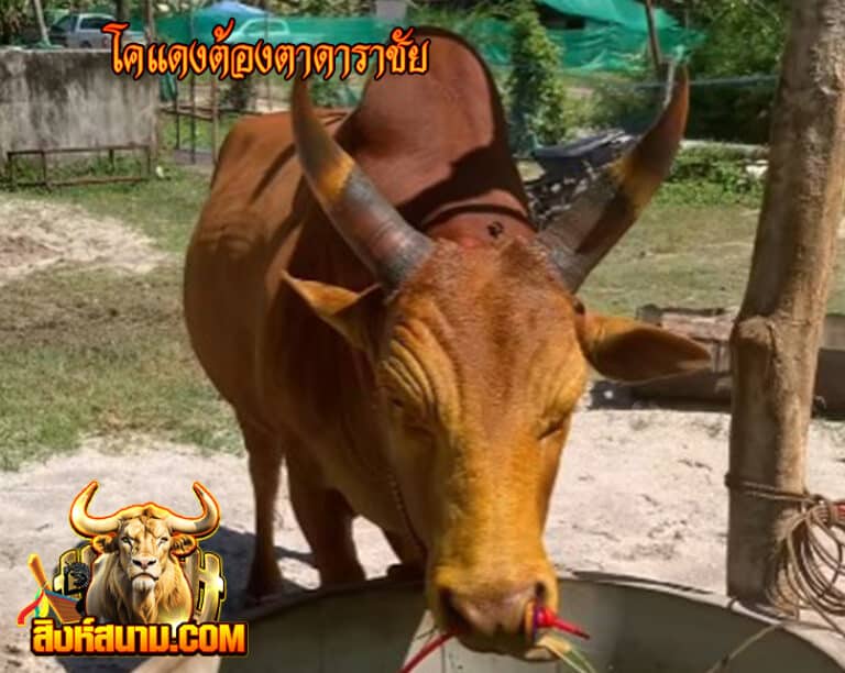 โคแดงต้องตาดาราชัย_0