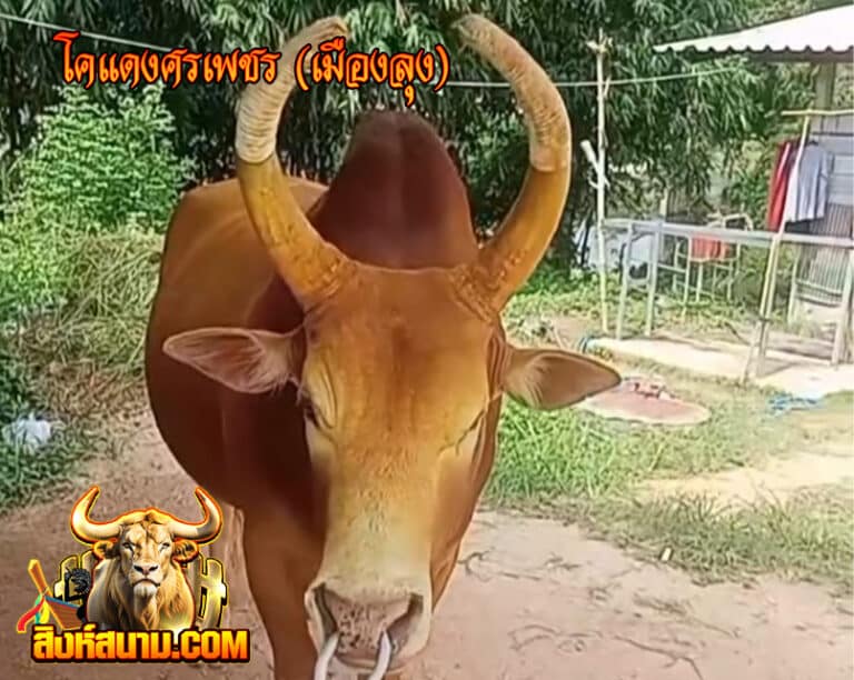 โคแดงศรเพชร (เมืองลุง) 1_0
