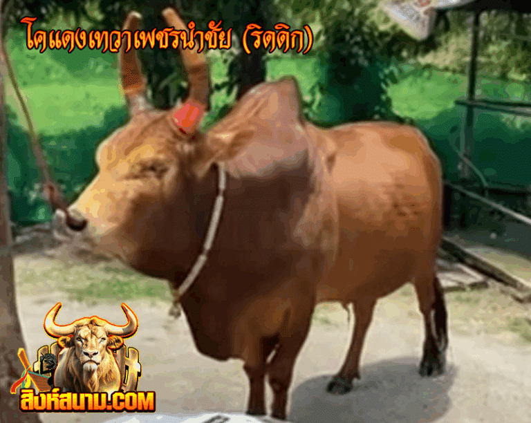 โคแดงเทวาเพชรนำชัย (ริดดิก)